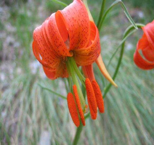 giglio pomponio? - Lilium pomponium