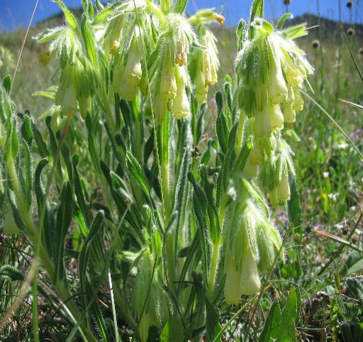 Onosma fastigiata / Viperina ligure