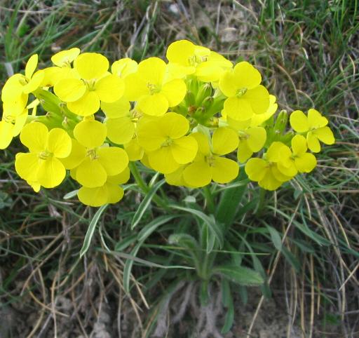  l''alisso di monte? no, Erysimum sp.