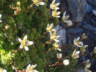 Lychnis flos-jovis e Saxifraga bryoides