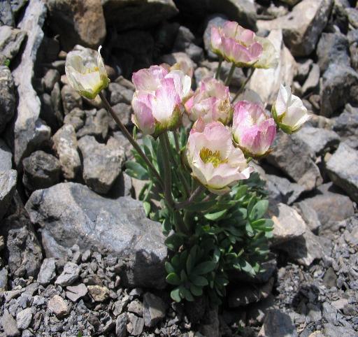 Ranunsulus glacialis