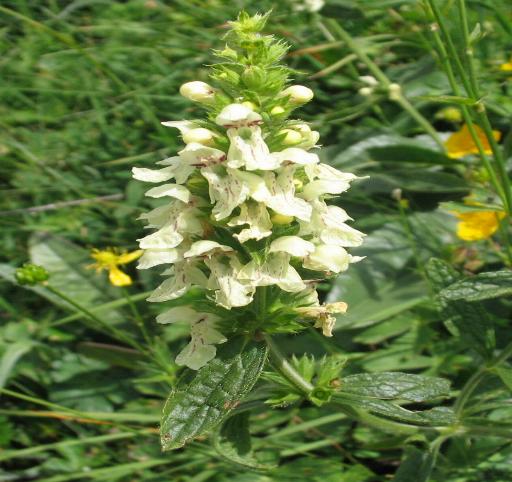  una labiata? - Stachys recta
