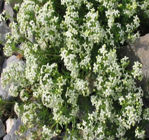 Galium sp.