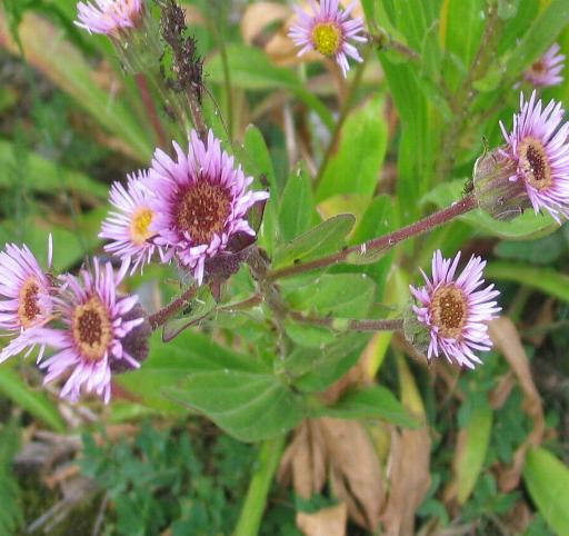 amello? - Erigeron cfr. alpinus