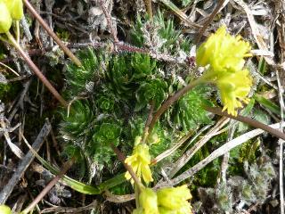 che pianta grassa è? - Draba aizoides