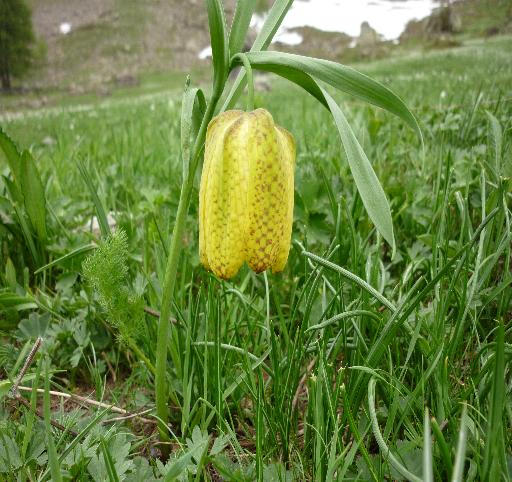 A maggio in Meseta (Spagna) - Fritillaria cfr. pyrenaica