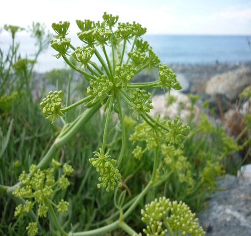 piante dei litorali - Crithmum maritimum