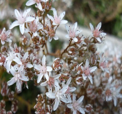 Sedum album e Sedum brevifolium