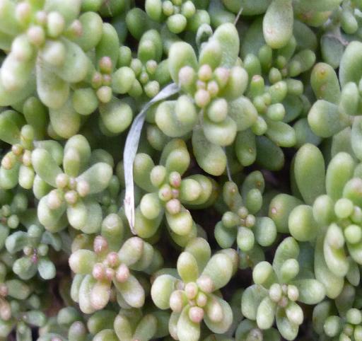 Sedum album e Sedum brevifolium