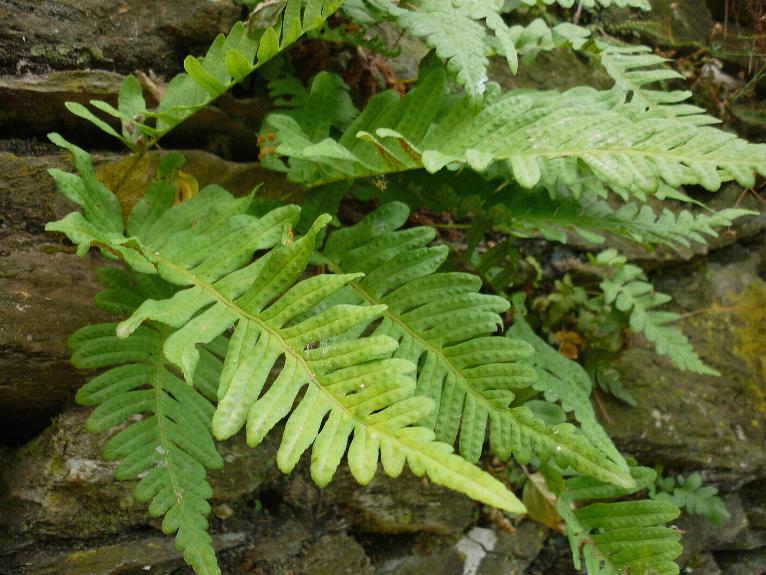 che felce....- Polypodium sp