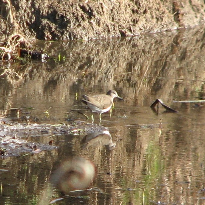 Richiesta identificazione limicolo