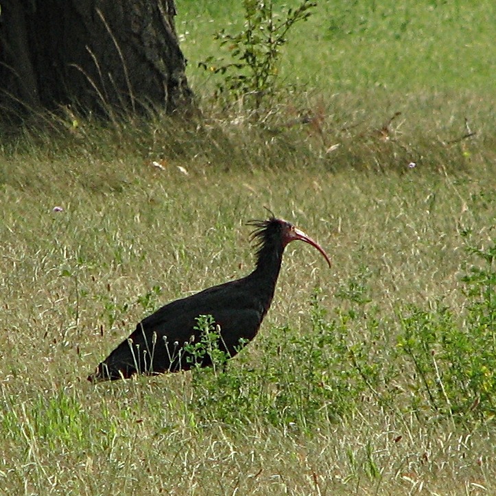 Ibis eremita?