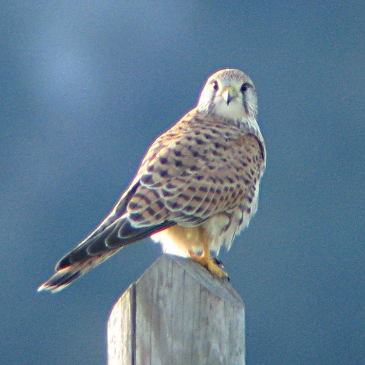 Gheppio in digiscoping