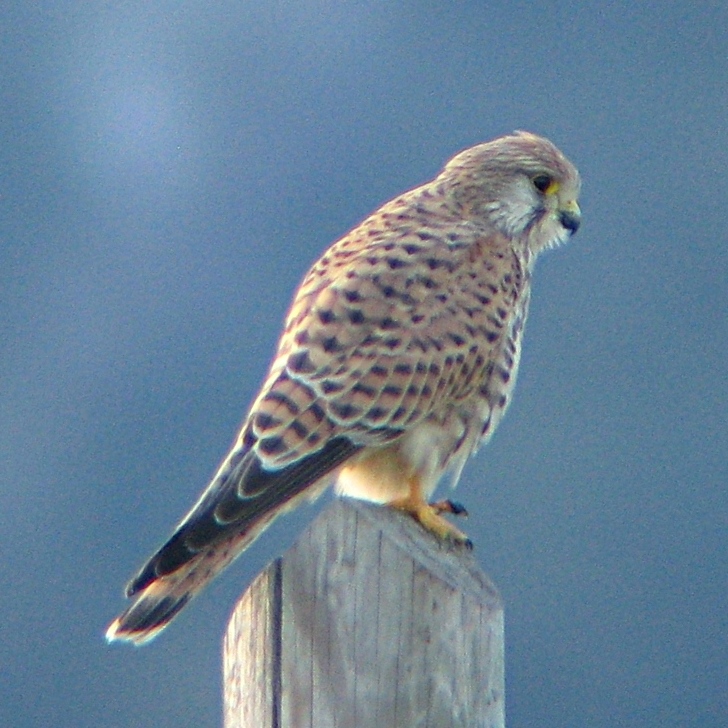 Gheppio in digiscoping