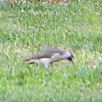 Identificazione picchio