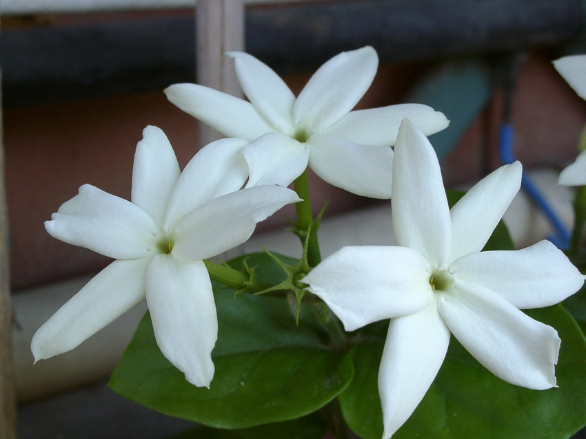 veriet� Jasminum