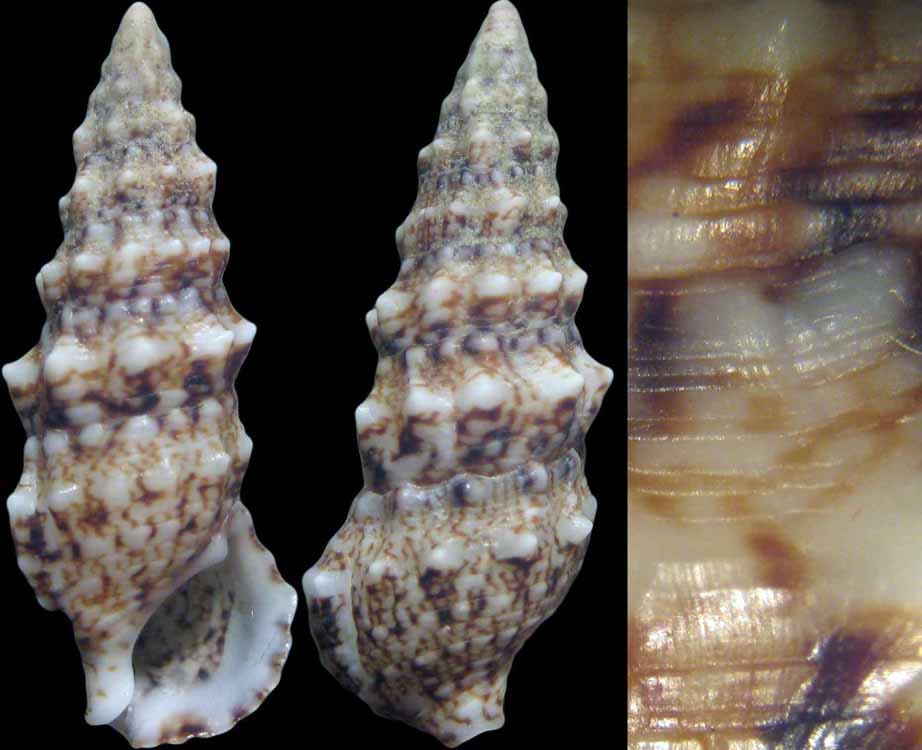 Cerithium cfr. renovatum