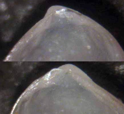 Bivalve da determinare