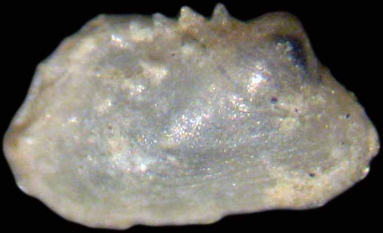micro bivalve