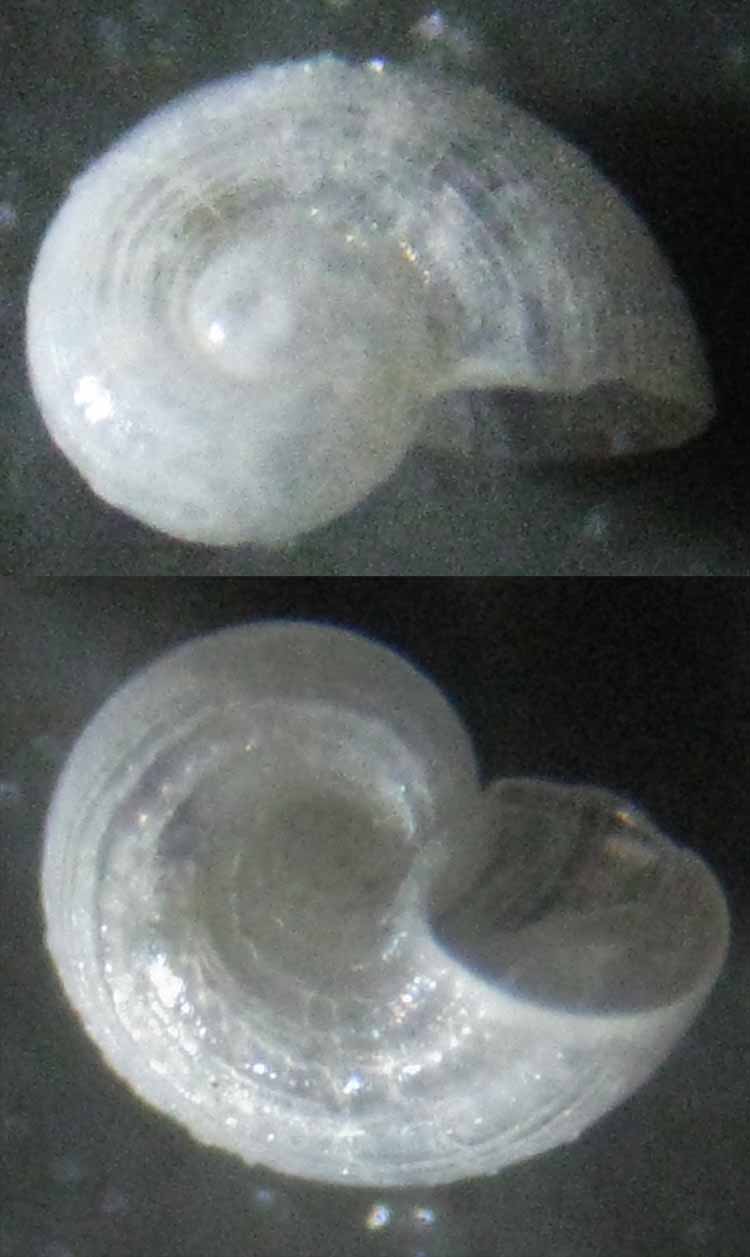 Skeneopsis sultanarum?