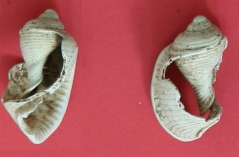 Phalium undulatum ?
