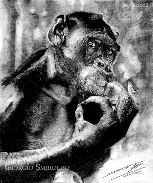 Disegni matita - 