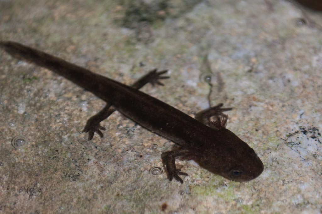 Riconoscimento - Salamandra salamandra