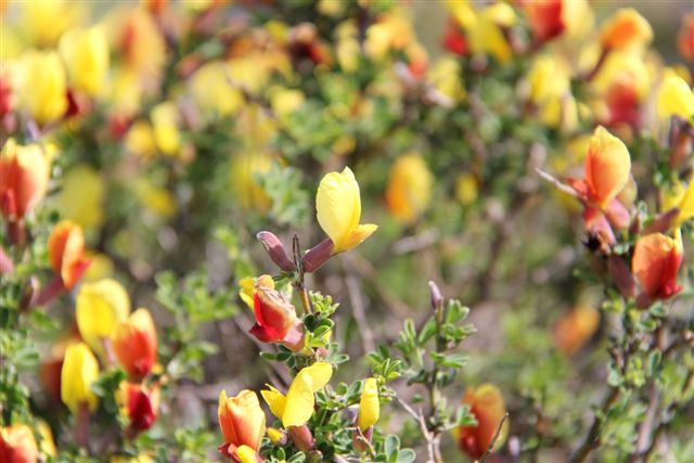 Cytisus spinescens / Citiso spinoso