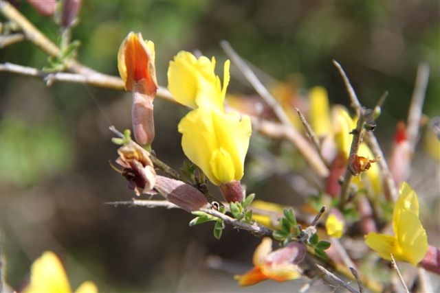 Cytisus spinescens / Citiso spinoso