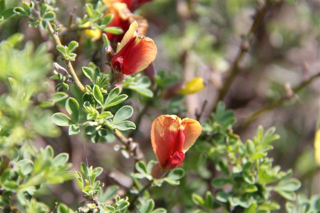 Cytisus spinescens / Citiso spinoso