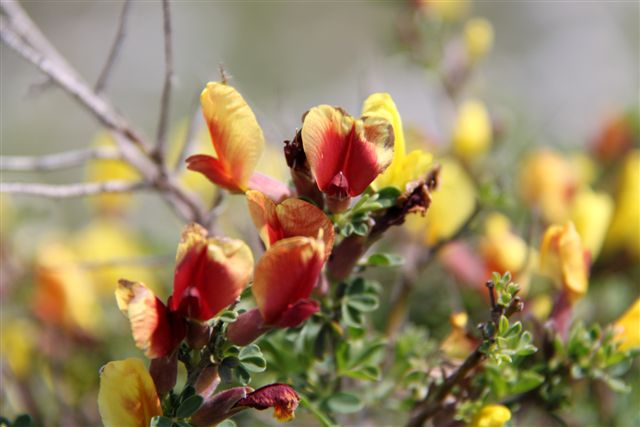 Cytisus spinescens / Citiso spinoso