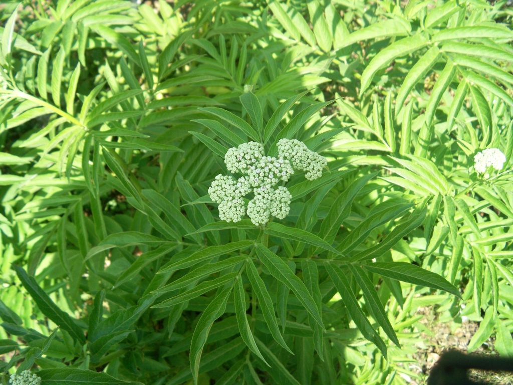 Pianta puzzolente - Sambucus ebulus
