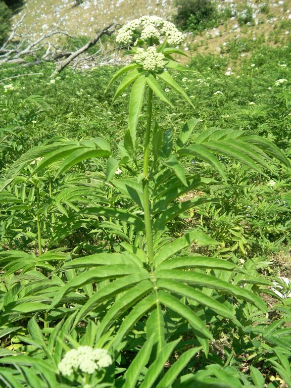 Pianta puzzolente - Sambucus ebulus