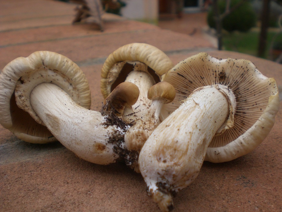 Gymnopilus spectabilis? -no � Agrocybe aegerita