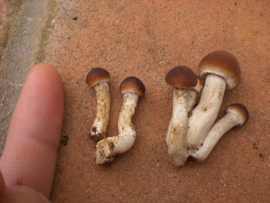 Funghetti da determinare