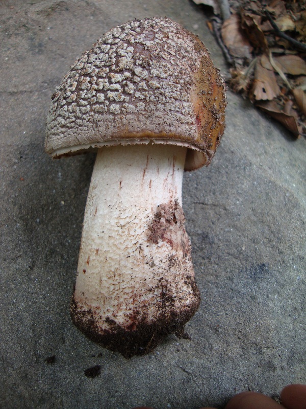 Una vinosa amanita