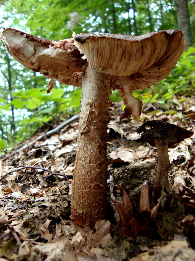 Una vinosa amanita