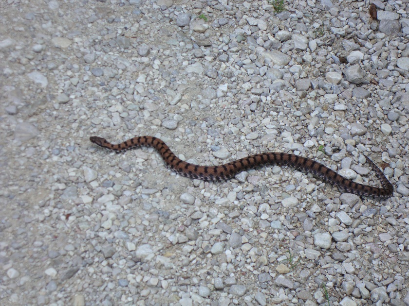 Di che vipera si tratta?