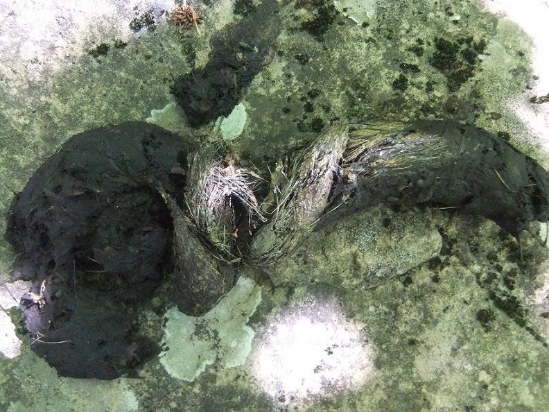 Escrementi Monti della Laga