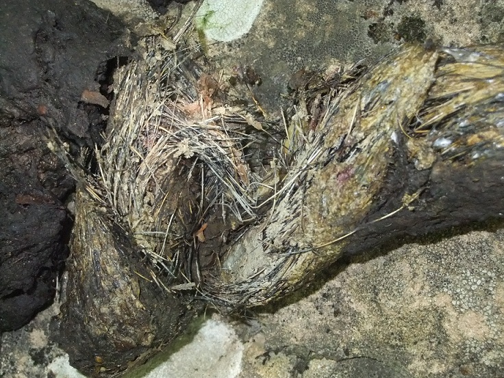 Escrementi Monti della Laga