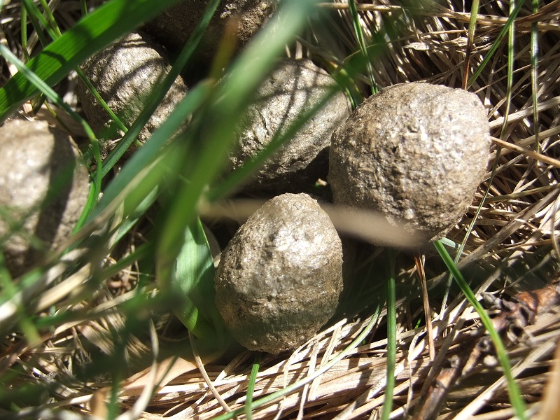 Escrementi Monti della Laga