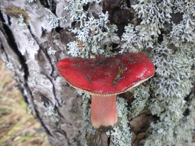 Funghi dei Monti della Laga (da determinare) 3