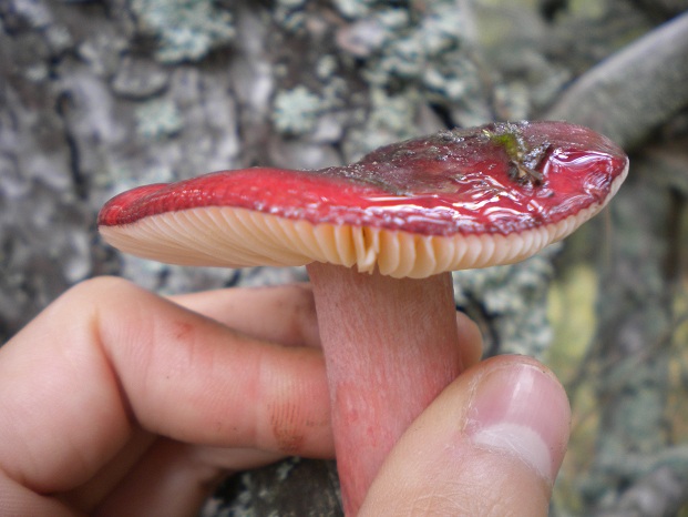 Funghi dei Monti della Laga (da determinare) 3