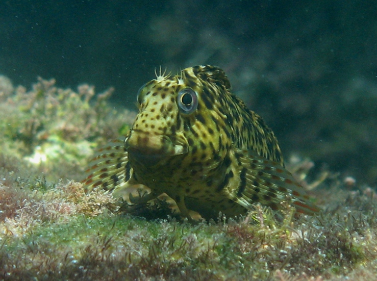 Parablennius sanguinolentus (Pallas,1811)