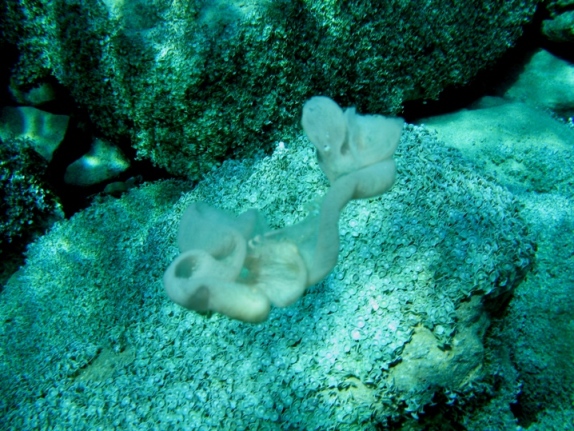 ovatura del nudibranco Tethys fimbria