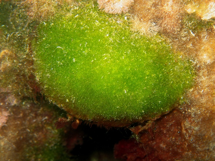 Da determinare - alga verde