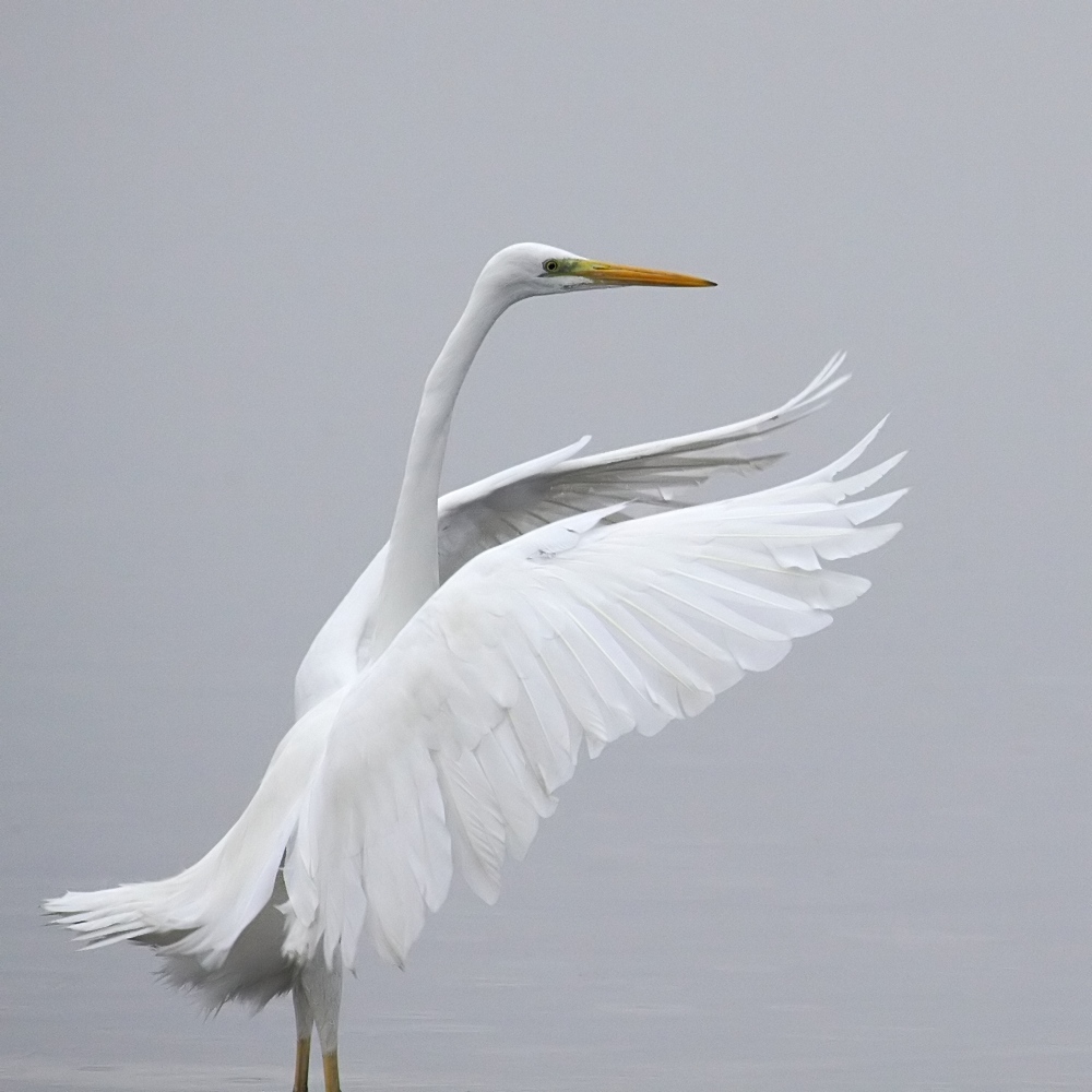 Airone bianco maggiore