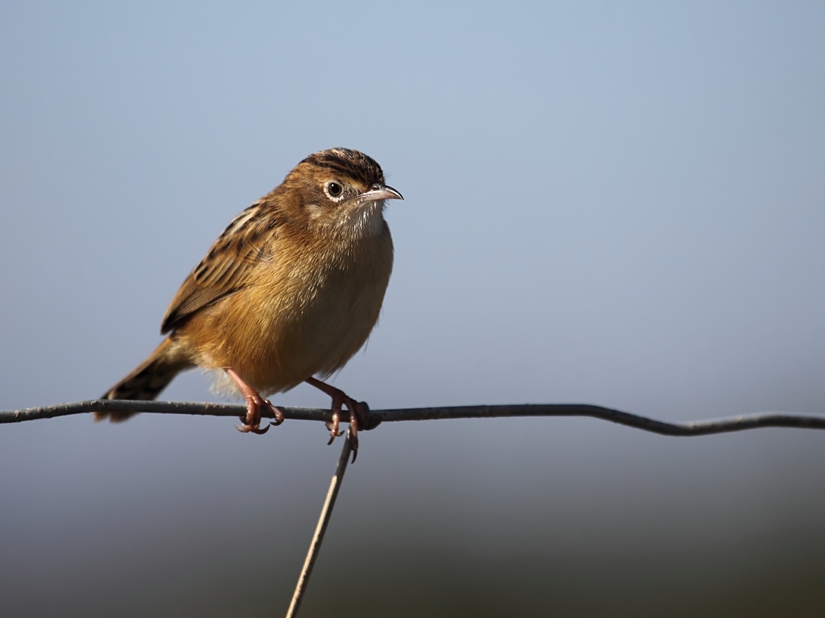 Beccamoschino Cisticola juncidis