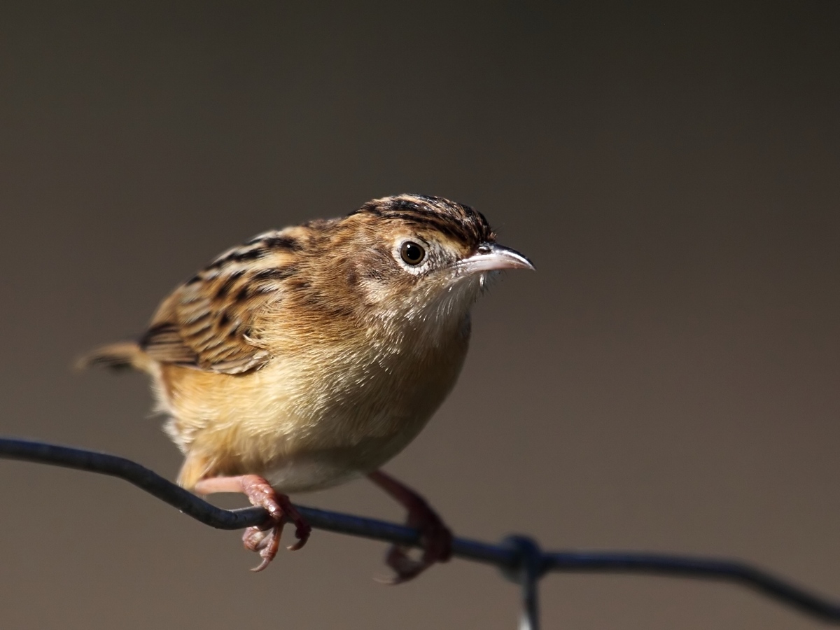 Beccamoschino Cisticola juncidis