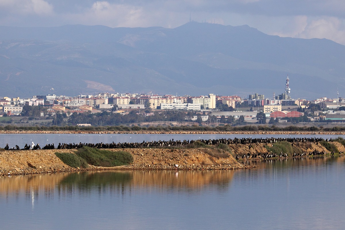 Invasione di cormorani